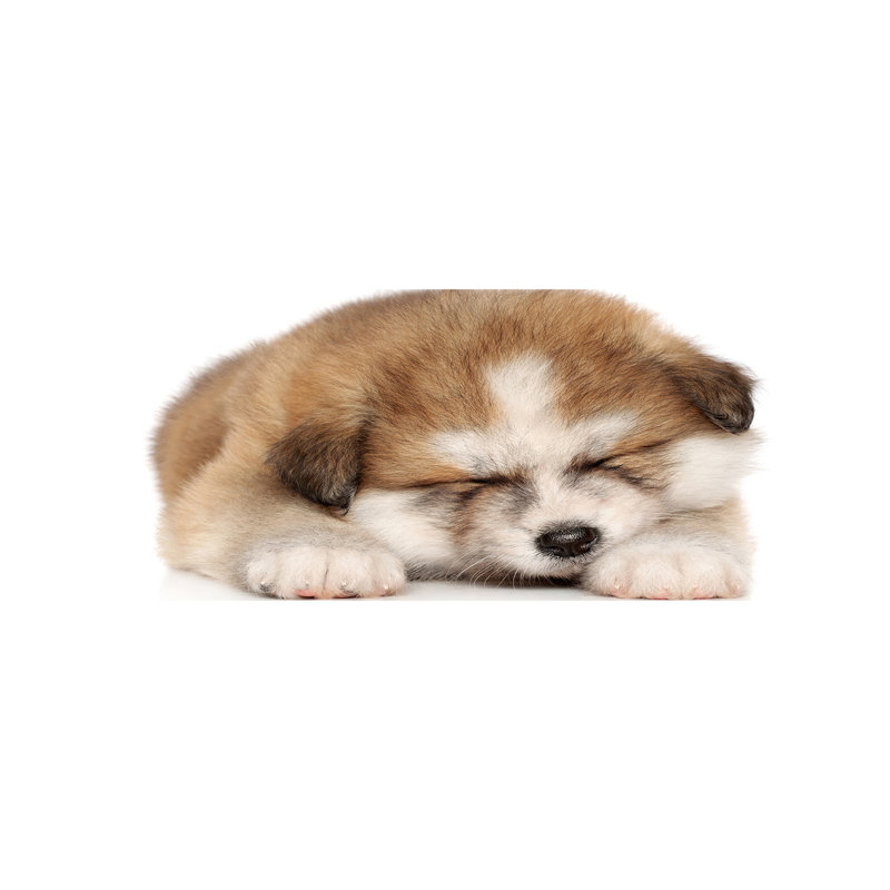 Akita Puppy - No Frame Print on Canvas