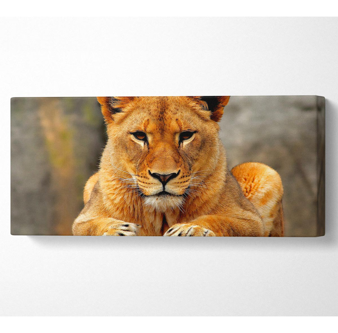 Lioness Watch Panoramaleinwand