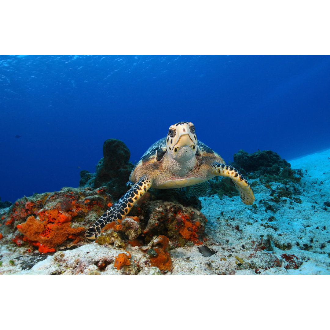 Leinwandbild Hawksbill Turtle (Eretmochelys Imbricata) in Cozumel Mexico von Brian Lasenby