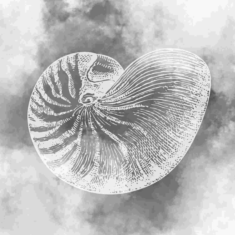 Gris Nautilus, H 12 po x l 12 po