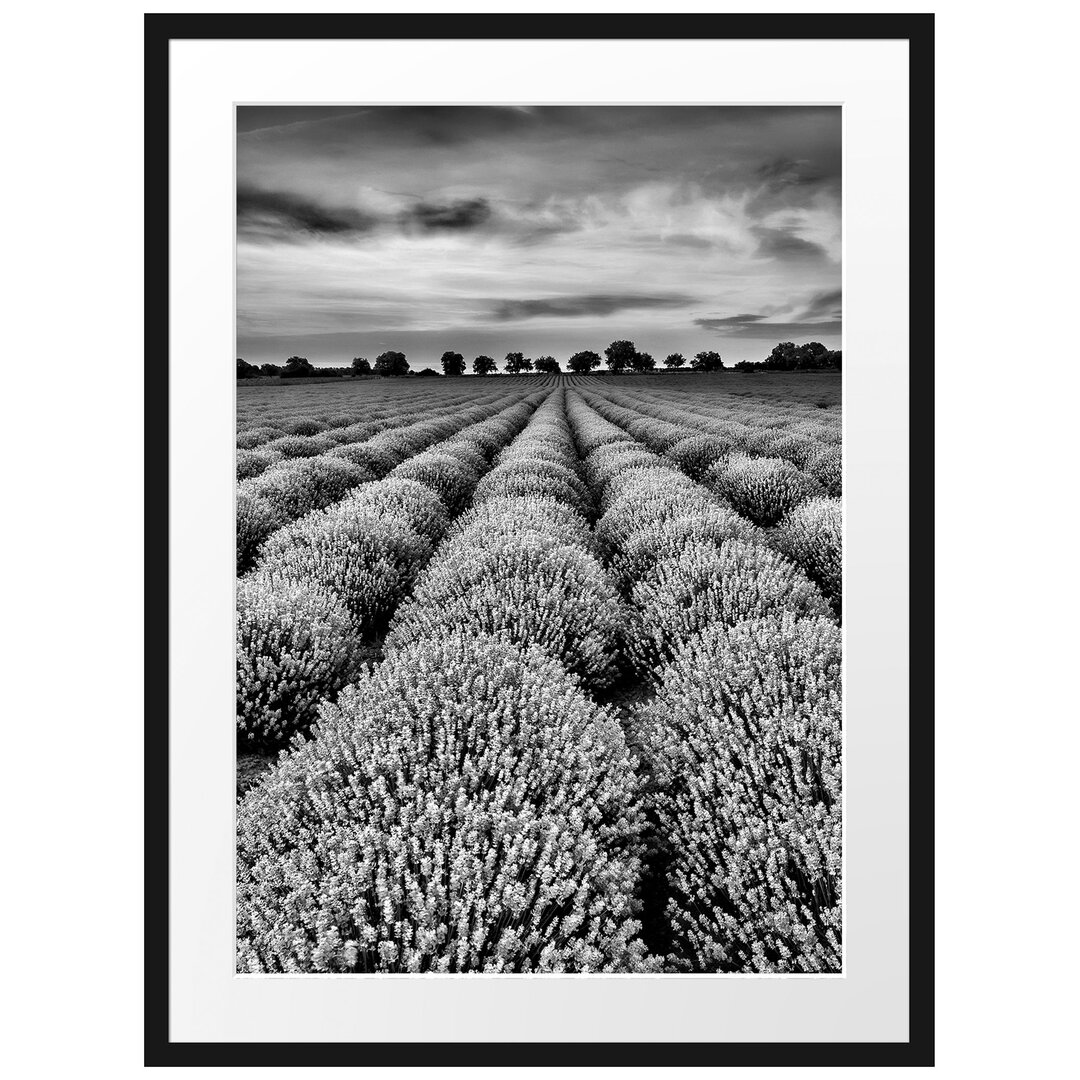 Gerahmtes Poster Beautiful Lavender in Provence