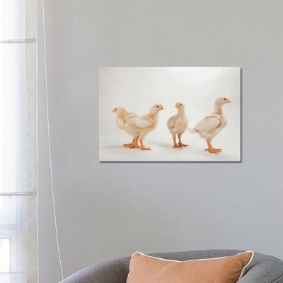 A Studio Portrait Of A Brood Of Cornish Chicks by Joel Sartore - Wrapped Canvas Gallery-Wrapped Canvas Giclée