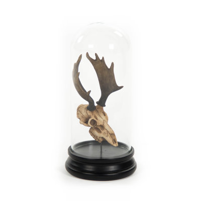 Moose Skull with Bell Glass