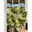 23" Wreath with Hydrangeas and Sedum