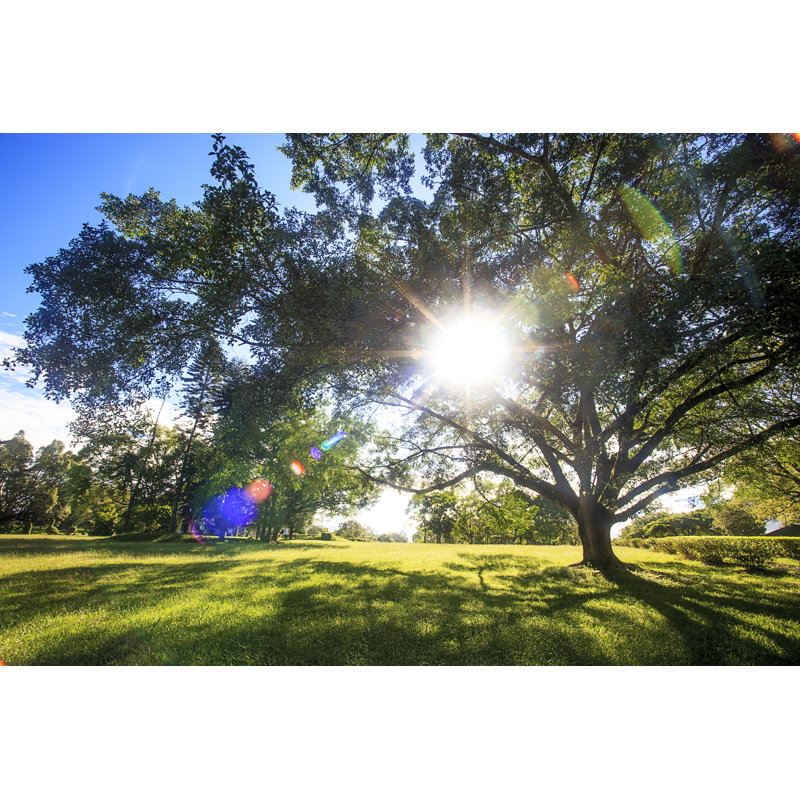 Grass On The Field by Nicholashan - Wrapped Canvas Print, 30cm H x 46cm W