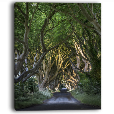 " The Dark Hedges "