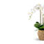 Manorca RealTouch Orchid Arrangement-578476615