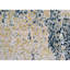 Safari Animal Print Area Rug-124928470