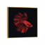 «Red Betta Fish» par PhotoINC Studio - Reproduction giclée sur toile tendue avec châssis-331355542-331355532