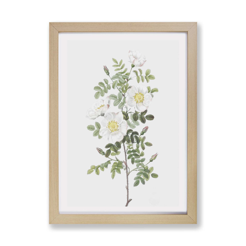 White Burnet Rose by Pierre-Joseph Redoute - Framed Print, 45cm H x 63cm W x 2cm D, Oak