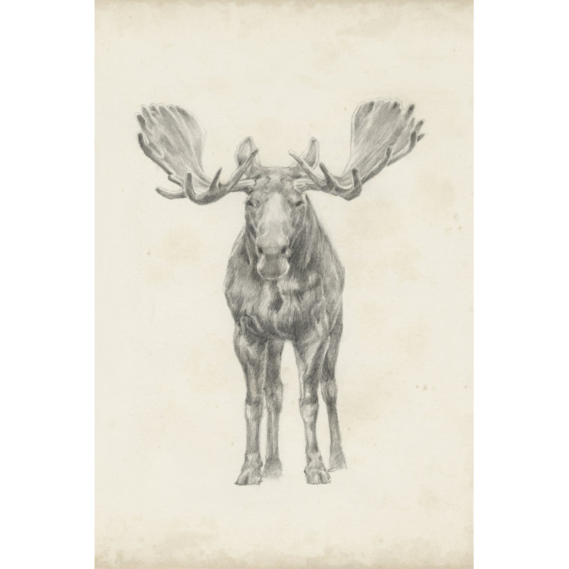 Moose Study by Ethan Harper - Wrapped Canvas Print, 46cm H x 30cm W x 3.8cm D