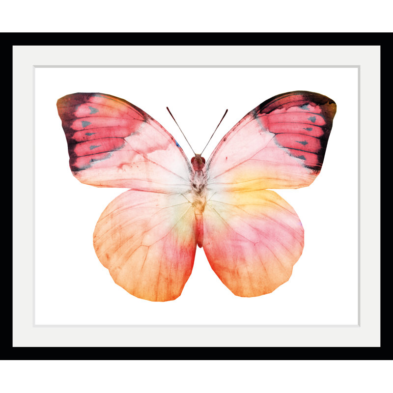 Butterfly - Single Picture Frame Print