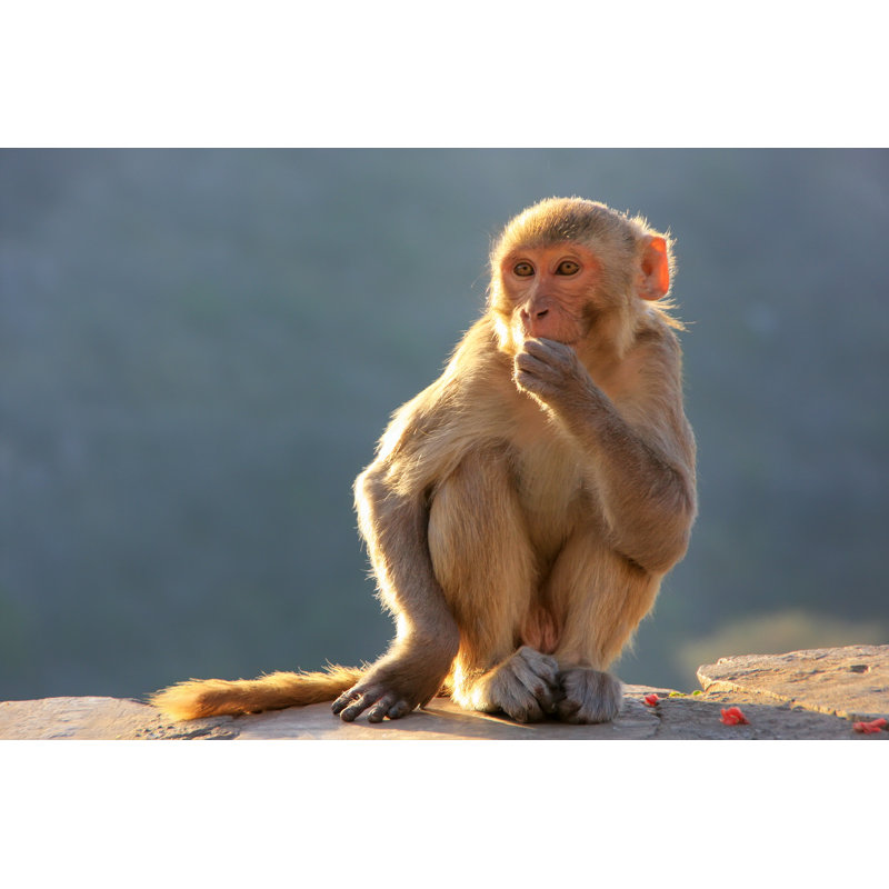 Rhesus Macaque Sitting Near Galta Temple In Jaipur, Rajasthan, I by Donyanedomam - Wrapped Canvas Print, 51cm H x 76cm W