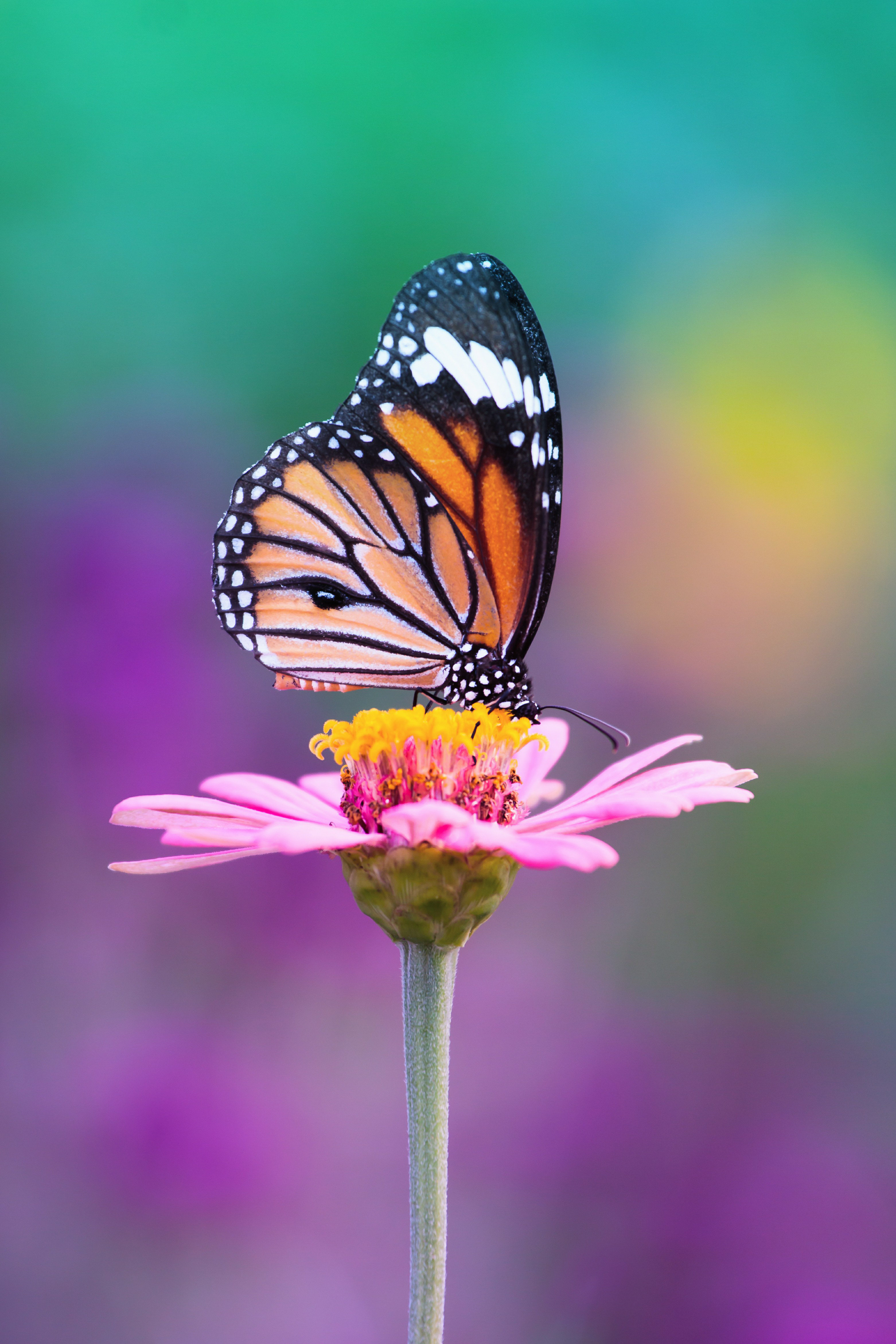 Gracie Oaks Butterfly by Beerphotographer - Wrapped Canvas Photograph ...