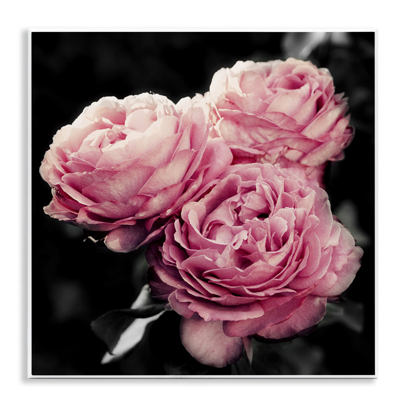 «Full Blooming Roses» par Emily Navas