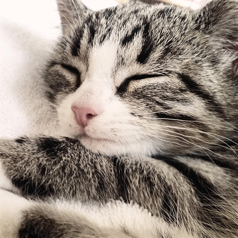 Kitten - Cat Sleeping by Westersoe - Wrapped Canvas Print, 51cm H x 51cm W x 3.8cm D