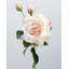 Real Touch Prestige Soft Yellow Rose 22"-807825536