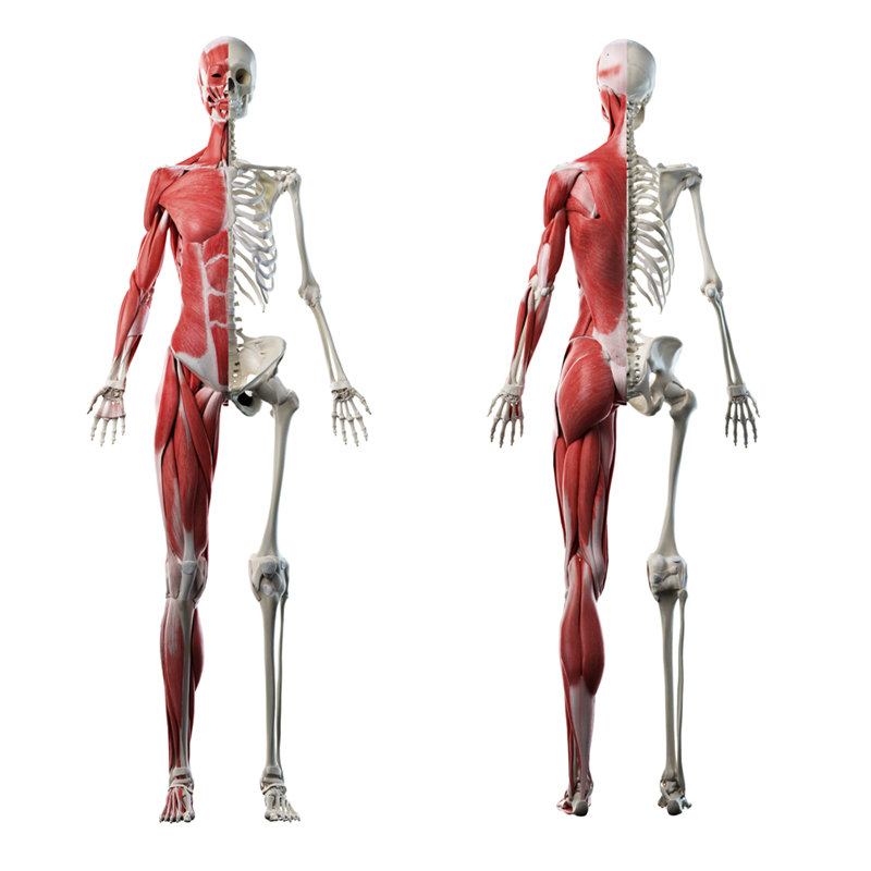 Life-Size Anatomy Muscle and Skeleton Cardboard Cutout Standee
