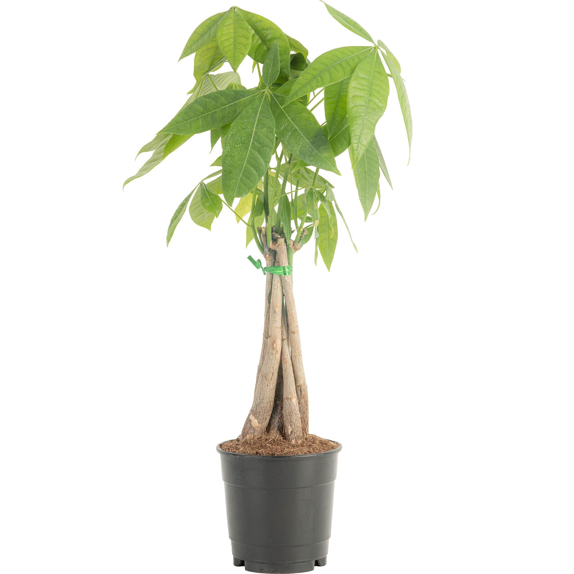 Costa Farms Indoor Pachira Braid Money Tree House Plant in 4-inch Nursery Pot