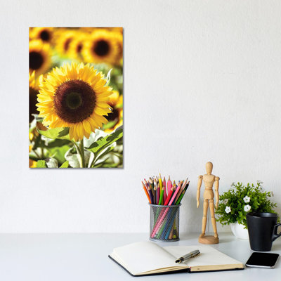 Sunflower Close up in a Field of Sunflowers 1 Piece Wrapped Canvas Wall Art