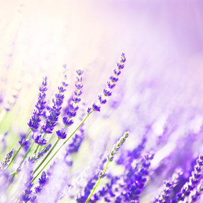 Lavender Flowers by Brzozowska - Wrapped Canvas Print