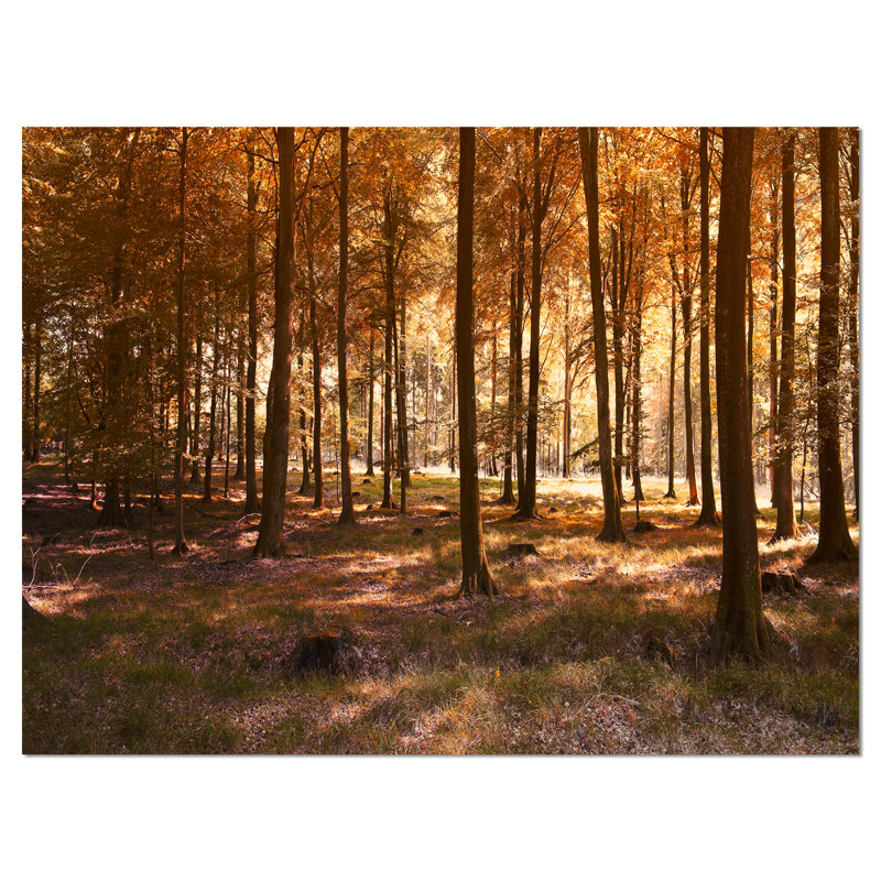 Paysage «Thick Fall Forest with Orange Leaves», reproduction de photo sur toile tendue encadrée, H 30 po x l 40 po x P 1 po