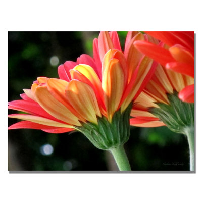 " Gerber Daisy " by Kathie McCurdy