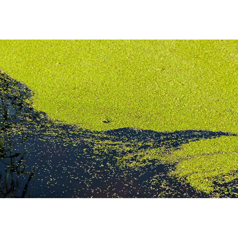 Green Algae by Ratikova - Wrapped Canvas Print, 30cm H x 46cm W x 3.8cm D