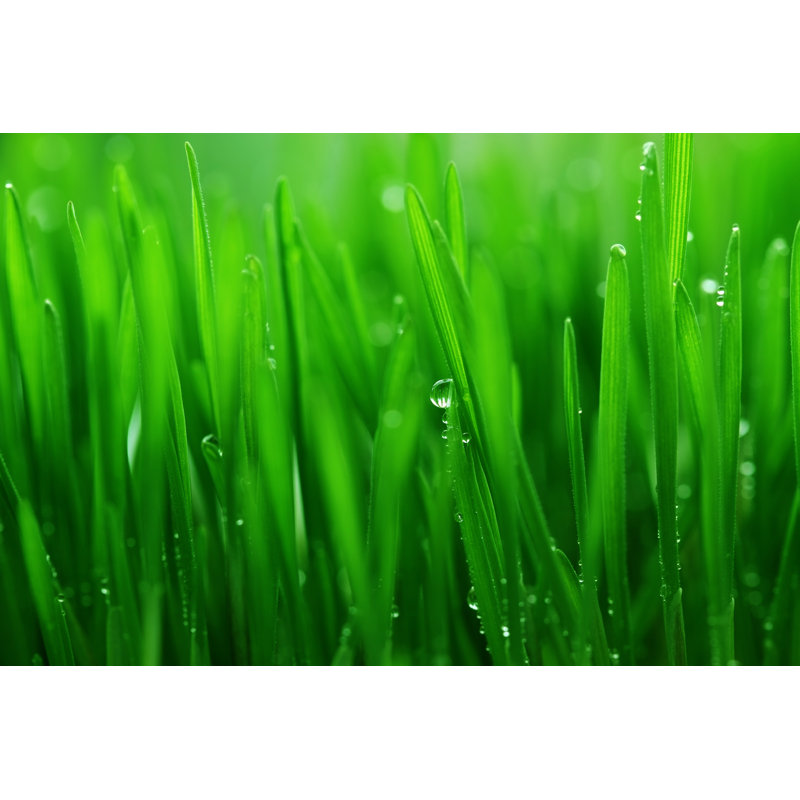 Fond d'herbe fraîche par Jasmina007, H 20 po x l 30 po