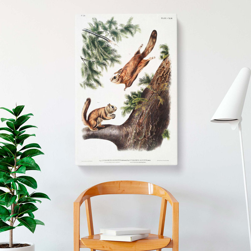 Two Flying Squirrels by J.W. Audubon - Wrapped Canvas, 76cm H x 50cm W x 3cm D