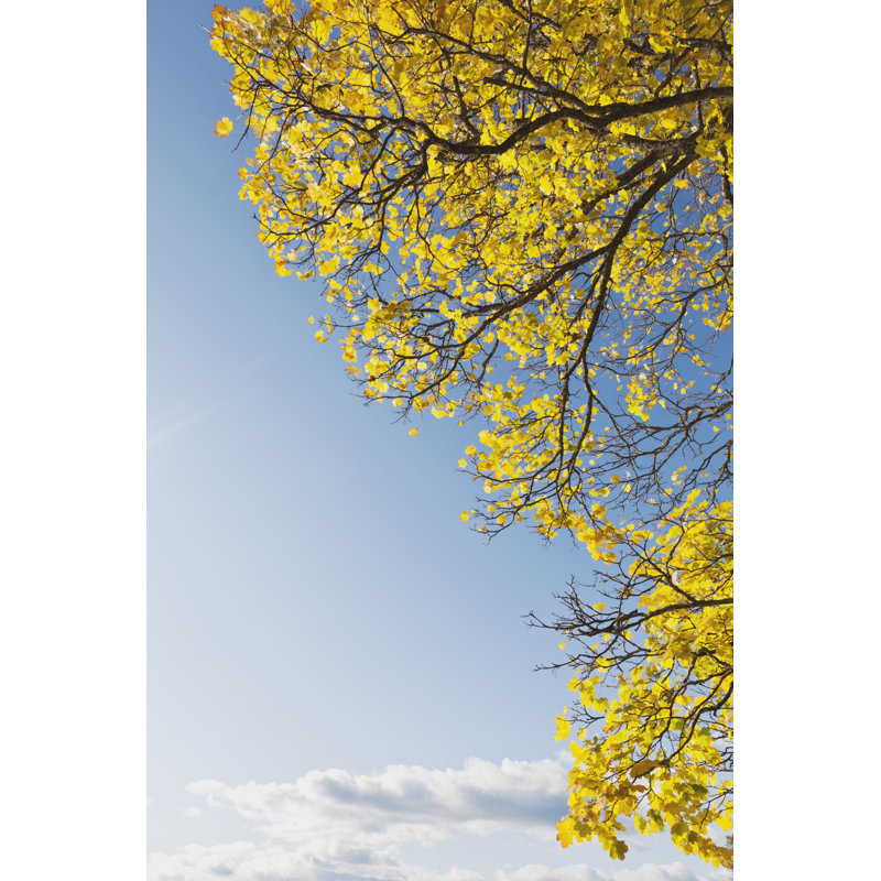 Yellow Maple Tree In Fall by Ekely - Wrapped Canvas Print, 76cm H x 51cm W x 3.8cm D