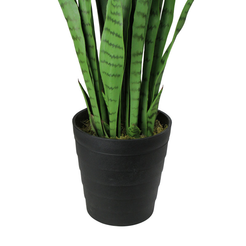 Plantes vertes 3 '