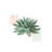 Desert Color Succulent II Mint by Sue Schlabach - Gallery-Wrapped Canvas Giclée on Canvas-463145164-463145166