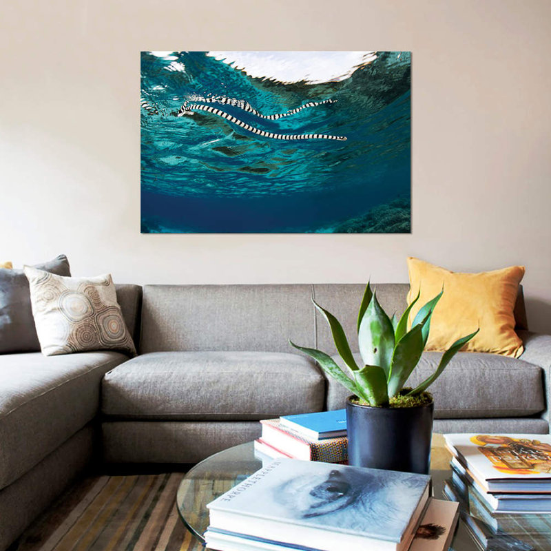 « a banding mer serpent (laticauda colubrina) sur la surface, indonésie », reproduction d’impression sur toile, Toile tendue