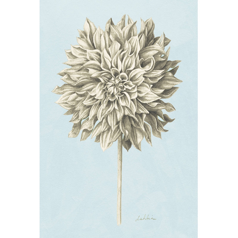 Graphite Botanical Study III, H 12 po x l 8 po