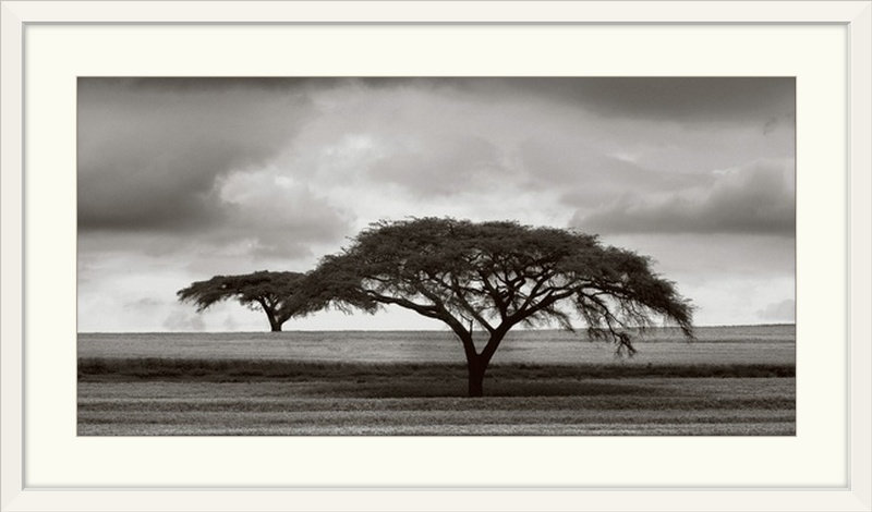 «Acacia Trees» par Jorge Llovet, reproduction de photo, Cadre blanc, H 23 po x l 38 po x p 1 po