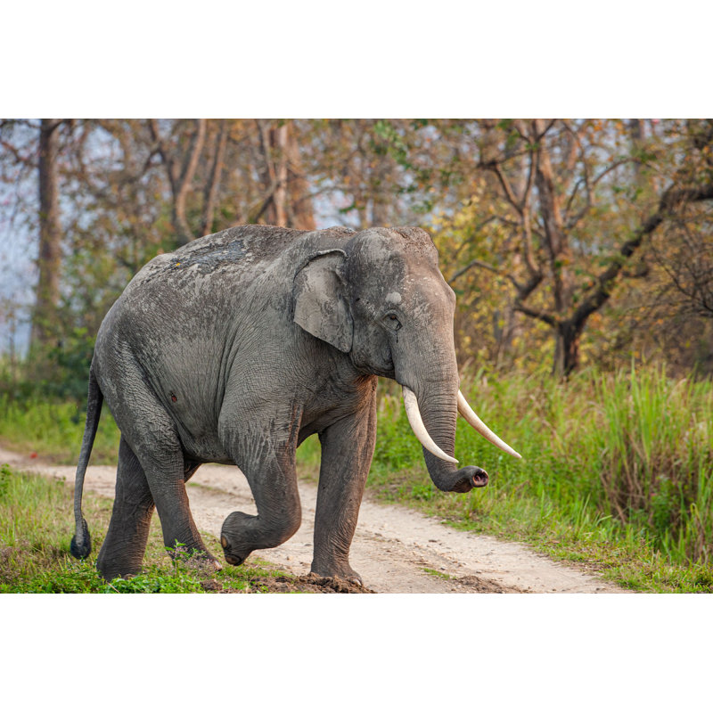 Asiatic Elephant - Photographie sur toile tendue, H 24 po x l 36 po