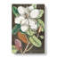 Laurel Magnolia Tree by Mark Catesby - Wrapped Canvas Painting-55365214