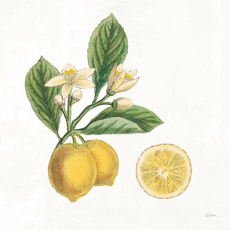 Classic Citrus I by Sue Schlabach - Wrapped Canvas Print, 30cm H x 30cm W  