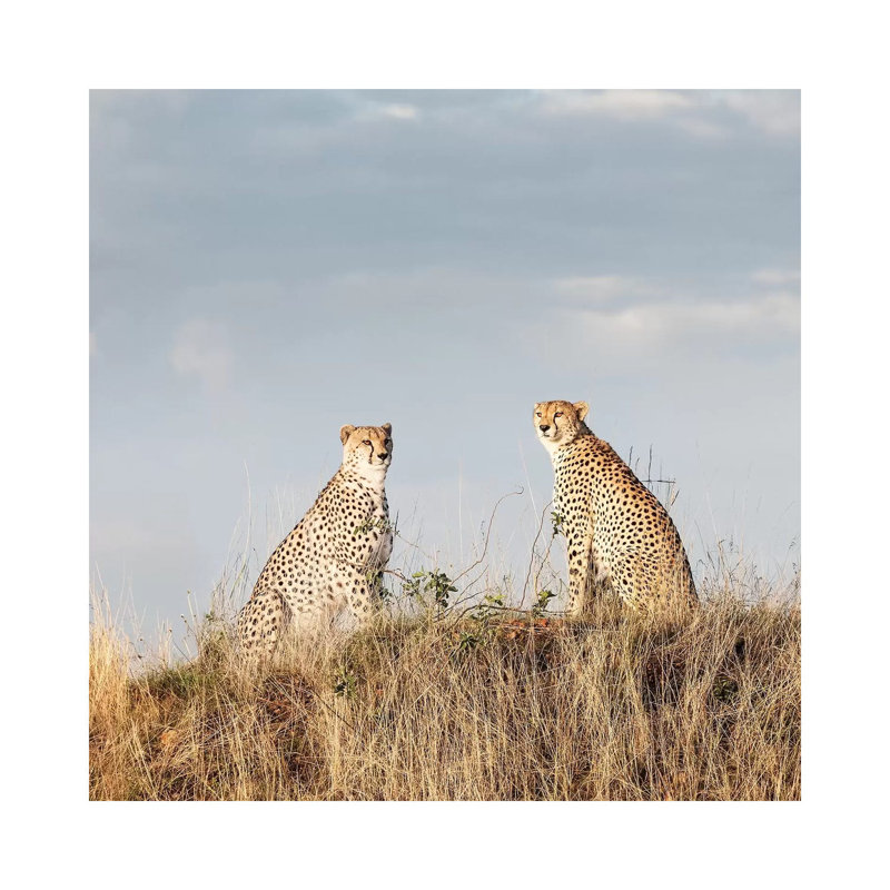 Colour Cheetah Duo by Klaus Tiedge - Wrapped Canvas Print, 45.72 cm H x 45.72 cm W x 3.175 cm D