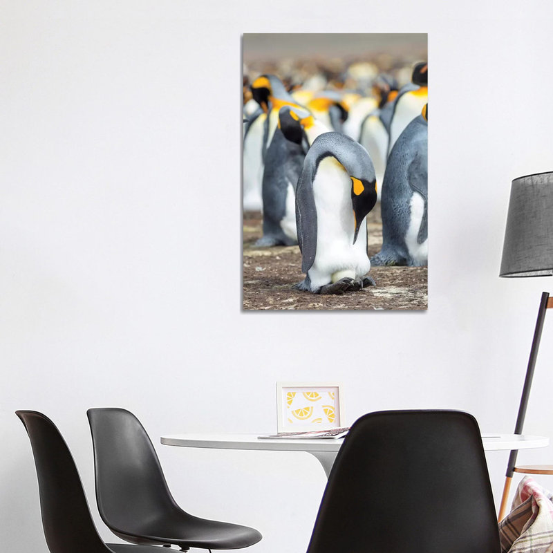Egg Being Incubated By Adult While Balancing On Feet. King Penguin On Falkland Islands. by Martin Zwick - Wrapped Canvas Print