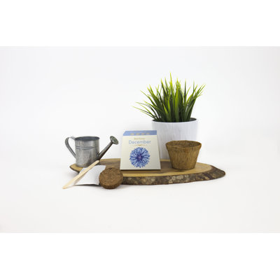 Cornflower Arrangement