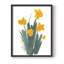 «Daffodil Bunch II», reproduction encadrée - bois massif-1670068407-1670068409