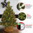 3' Pre-Lit Pine Christmas Tree