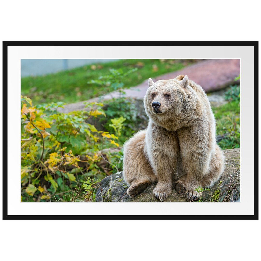 Gerahmtes Poster Niedlicher Grizzlybär auf Stein