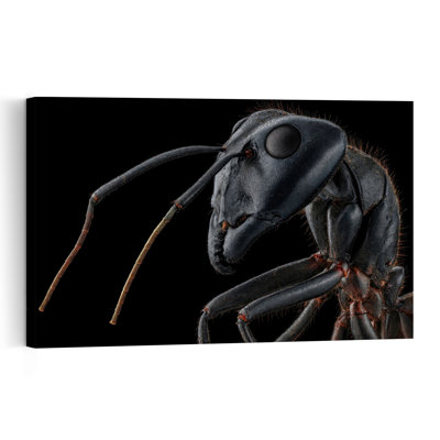 Ant Macro Detail Contemporary Ant Wall Art Print 1 Piece Wrapped Canvas Wall Art