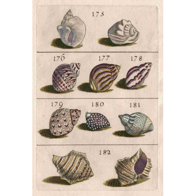 " Shell Collection VI "