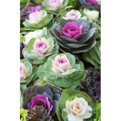 Gunnora Ornamental Cabbage - Wrapped Canvas Print
