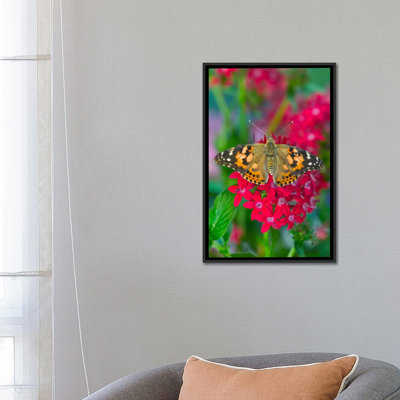 " Open-Winged American Painted Lady In Zoom " by Darrell Gulin