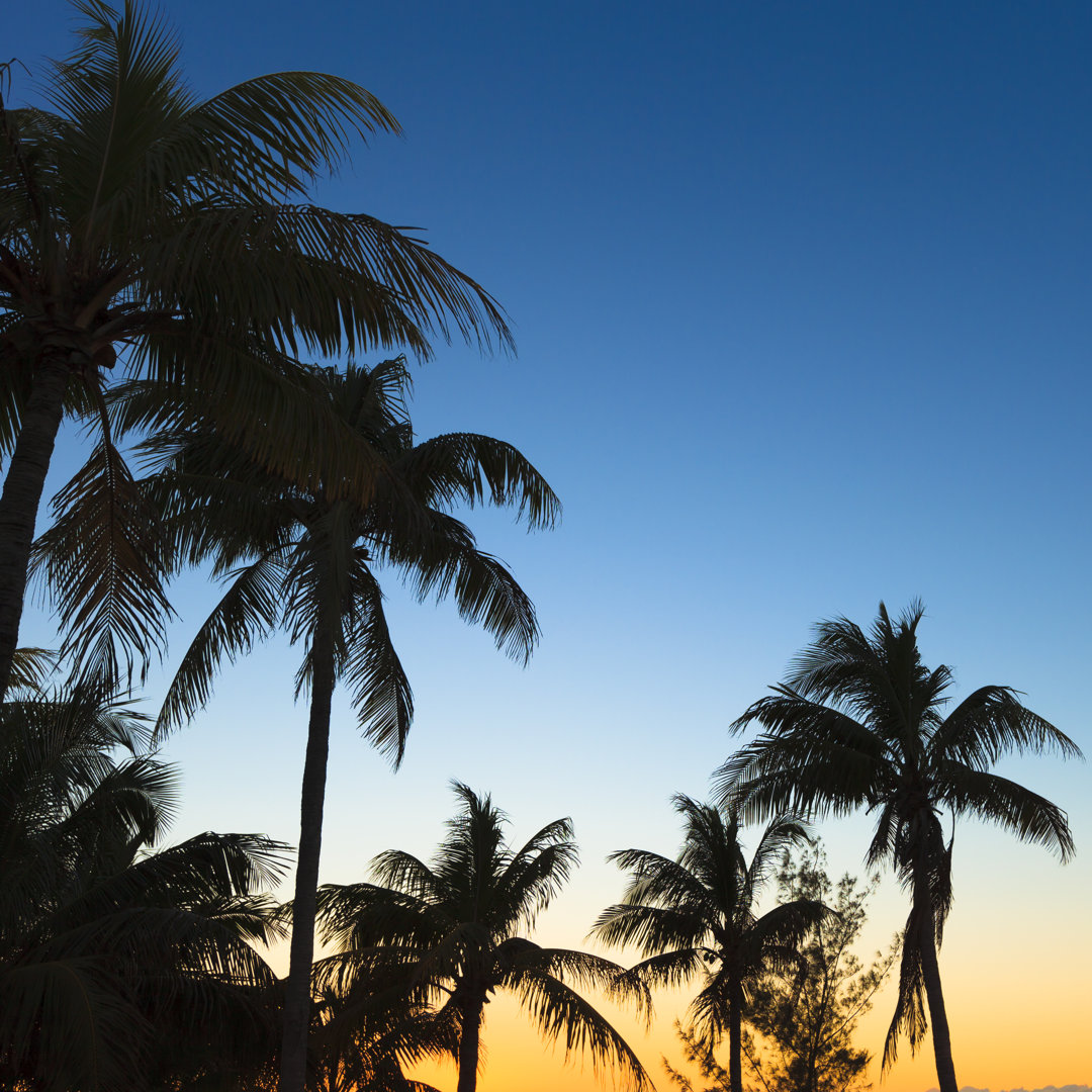 Back Lit Palm Trees von Pawel.gaul - Kunstdrucke auf Leinwand